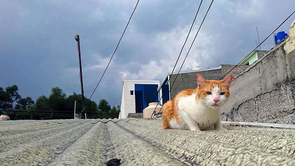 Historias 8 El original hermoso gato
