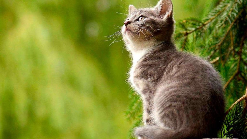 Nombres para Gatos, "Actualizado 2021" 1 Nombres para gatos 2021
