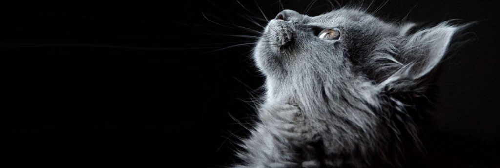 Mi Hermoso Gato 1 Mi hermosmo gato head y food