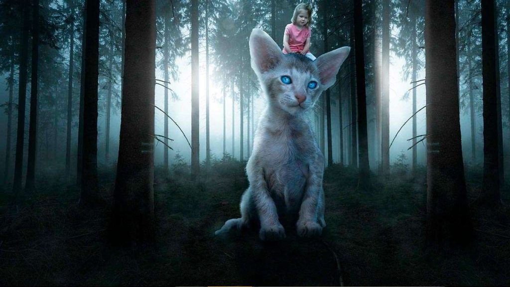 Historias y Relatos de Gatos 9 Historias de gatos