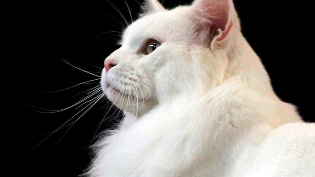 Razas de Gatos 10 Razas de gatos