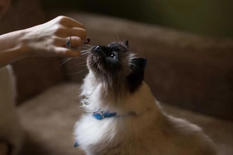 Mujer alimentando a su gato