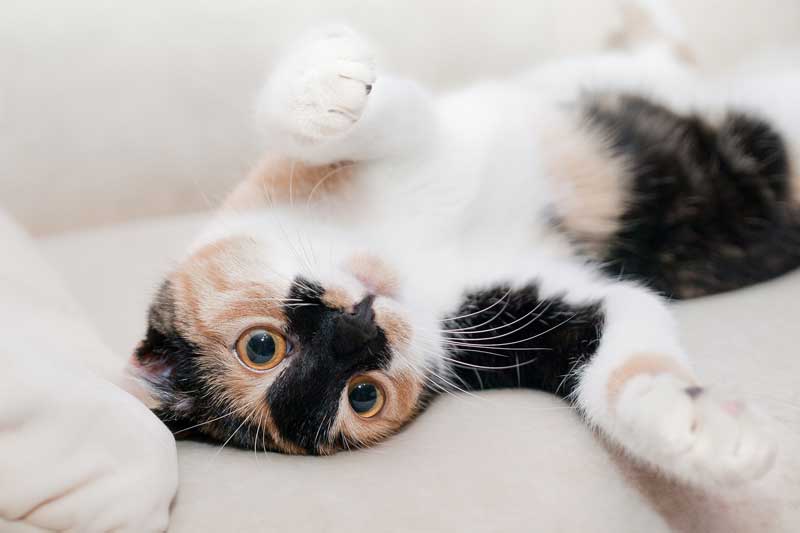 Tierno gatito bebé