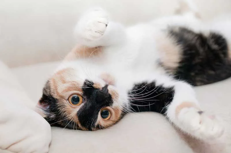 Tierno gatito bebé