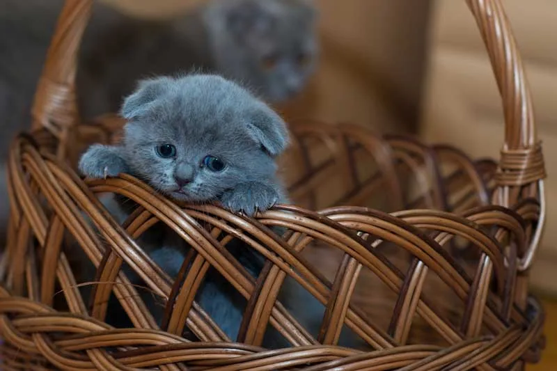 Gatito bebe leche