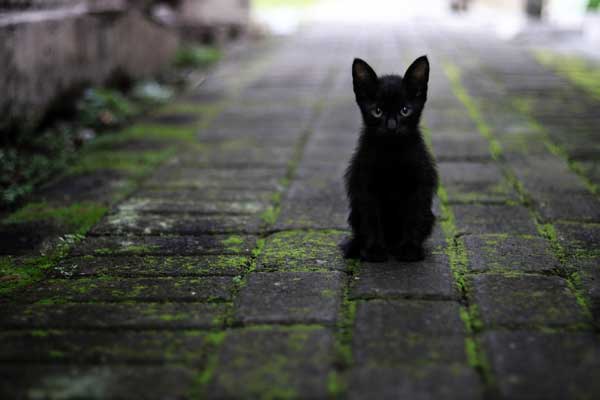 Mi Hermoso Gato 9 Gatito solo y triste