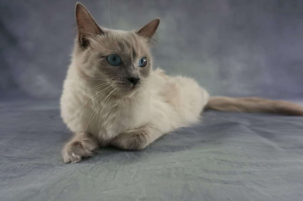 Gato Ragdoll 2 Ragdoll descansando