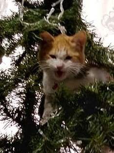 Mi hermoso gato en el árbol de navidad