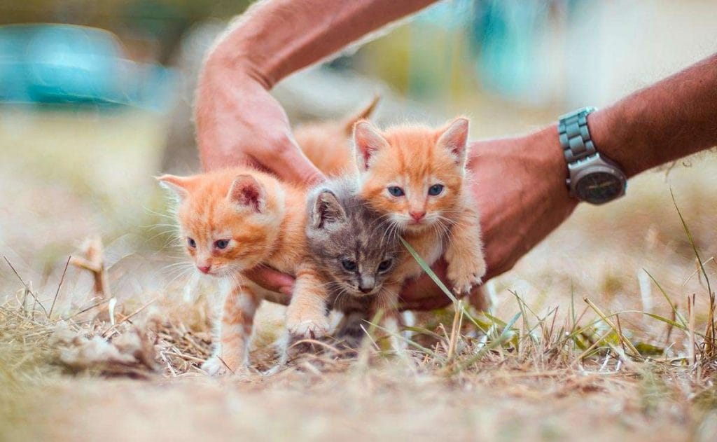 Cómo cuidar a un gato y gatito