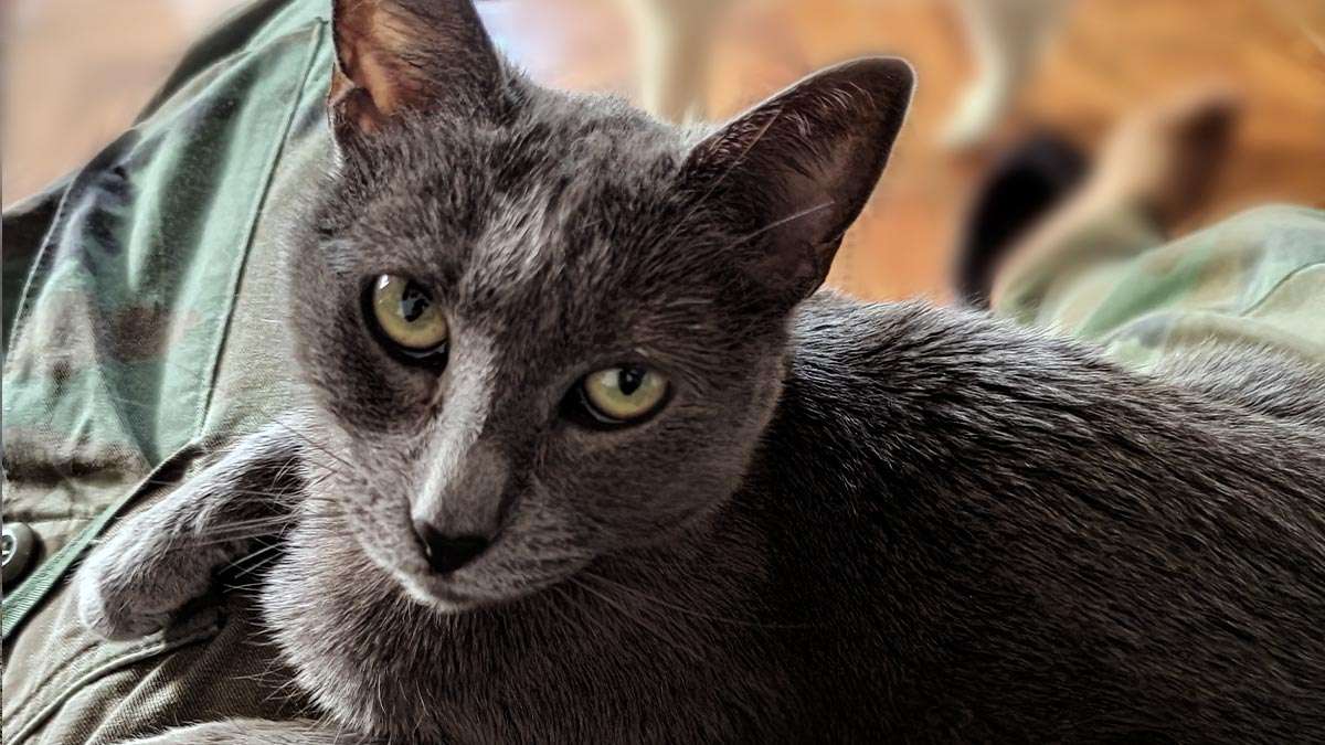 Zelda, la hermosa gatita rescatada del abandono