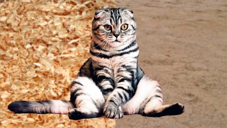 Cómo hacer arena de gatos casera