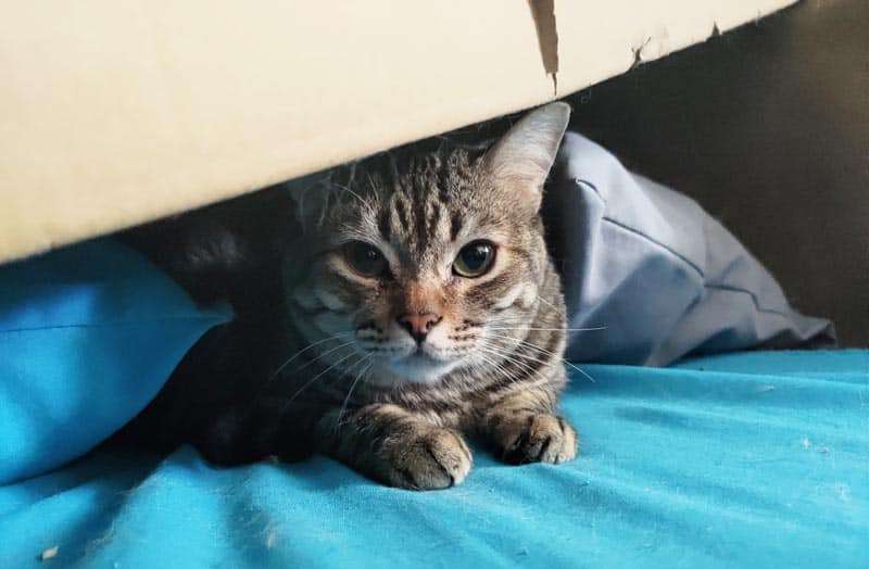 ¿Por qué ronronean los gatos? 2 Link, gato ronroneador