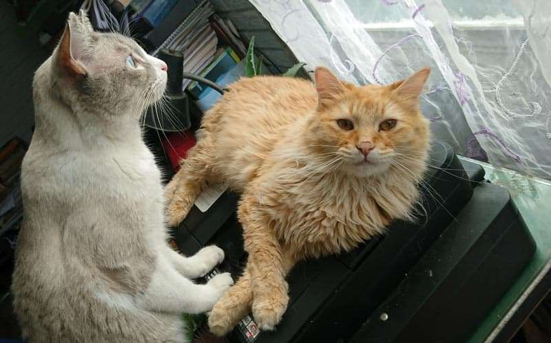 ¿Por qué ronronean los gatos? 4 Dos gatos ronroneadores