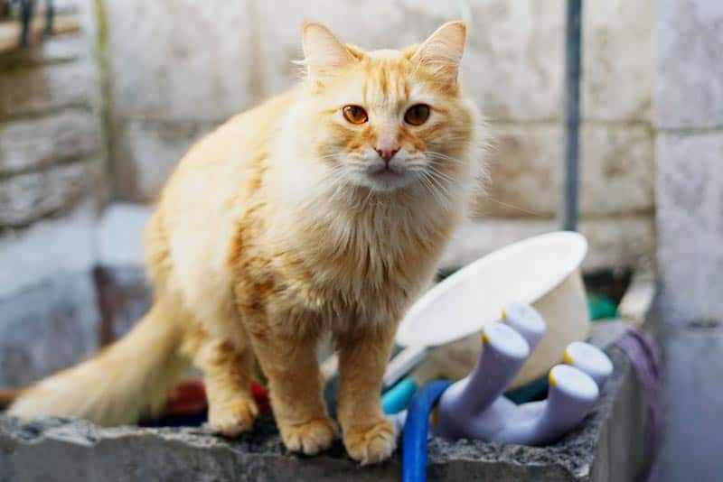 ¿Por qué ronronean los gatos? 3 Gato Odiseo, ronroneando