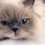 Gato Himalayo