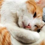 Por qué Ronronean los gatos?