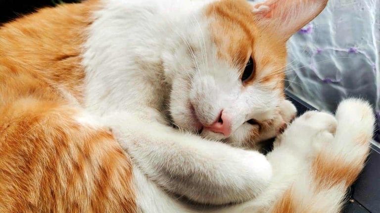 Por qué Ronronean los gatos?