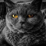 Rusia, vacunas COVID-19 gatos