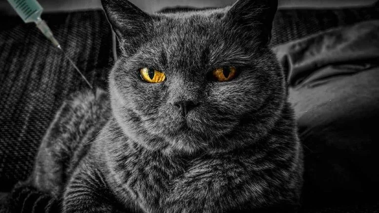 Rusia, vacunas COVID-19 gatos