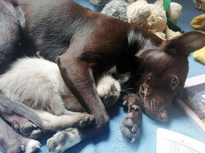 Perro y gato abrazados (se quieren mucho)