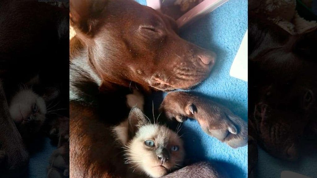 Perro y gato conviviendo (durante una siesta)