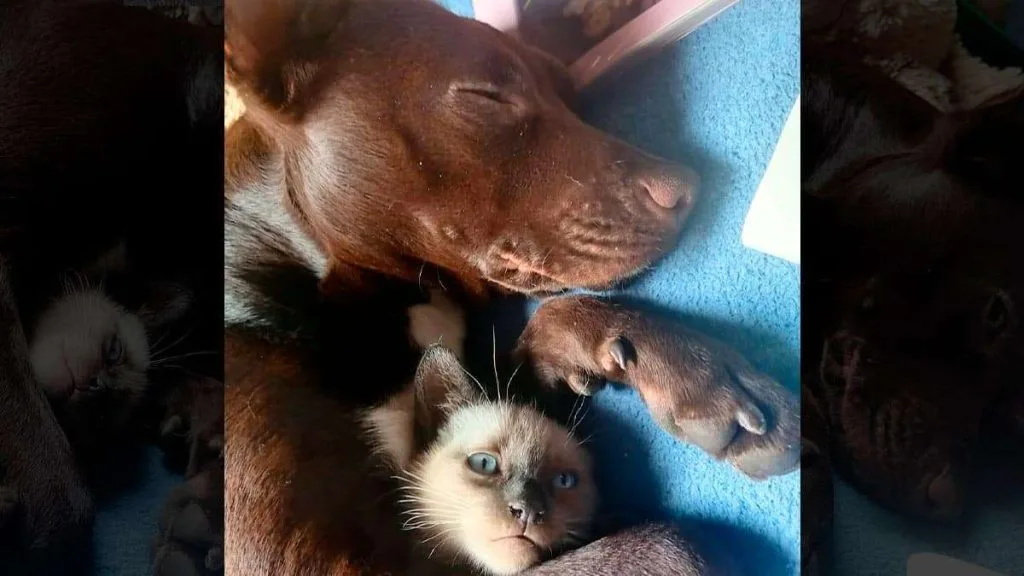 Perro y gato conviviendo (durante una siesta)