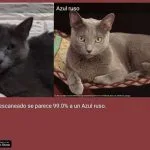 cat scanner