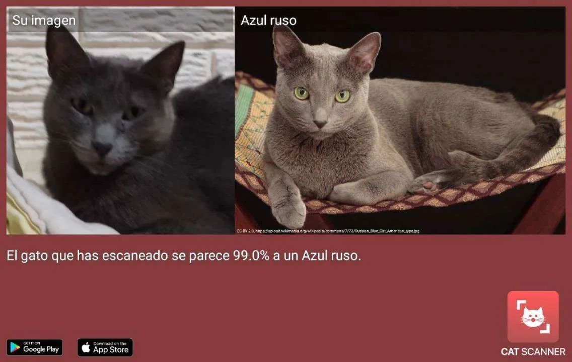 cat scanner