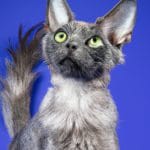 Gato lobo lykoi, mirando para arriba