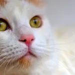 Gato Van Turco