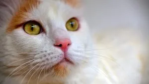 Gato Van Turco