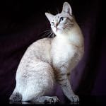 Raza de gato Bobtail americano