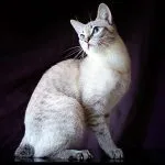 Raza de gato Bobtail americano