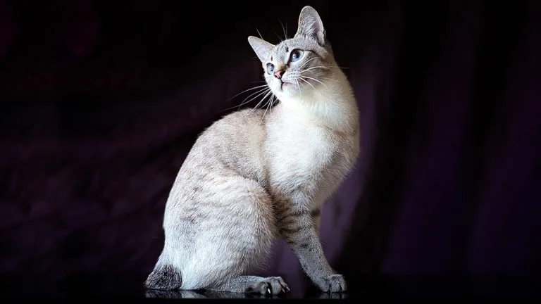Raza de gato Bobtail americano
