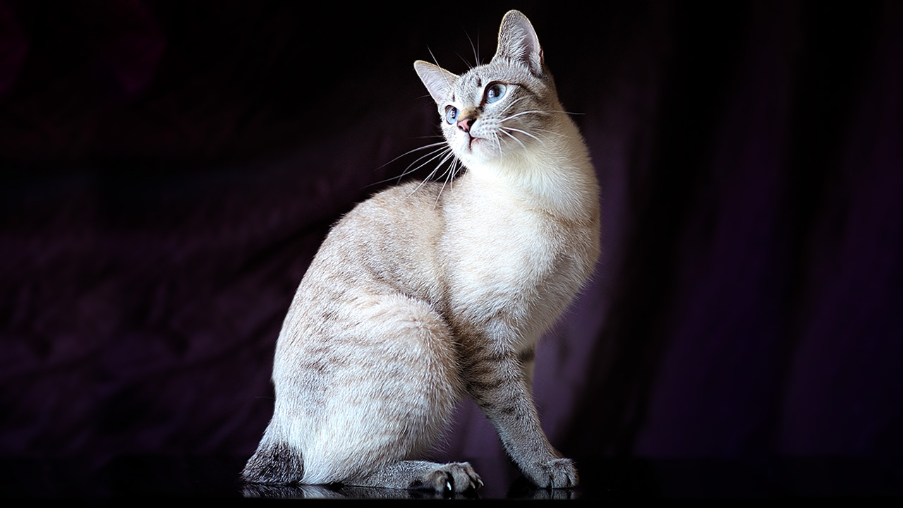 Raza de gato Bobtail americano