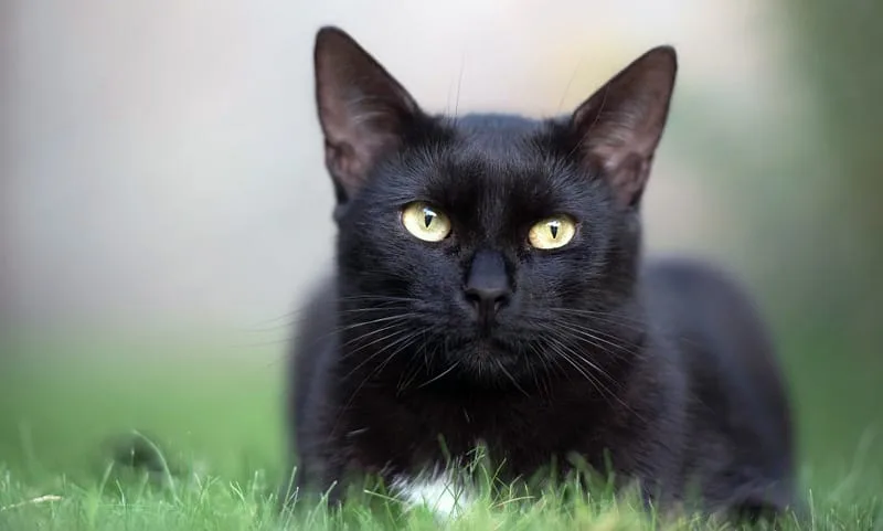 Gato Bombay, en pasto