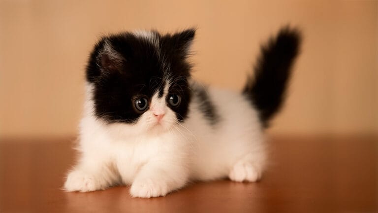 Tinker Toy, imagen ilustrativa