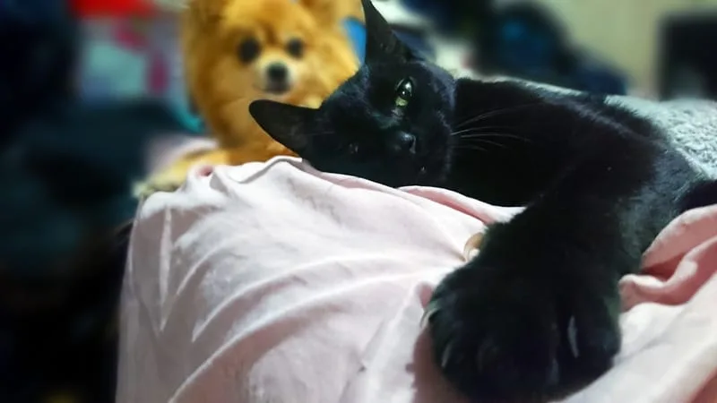 gato bombay acostado y fondo perro