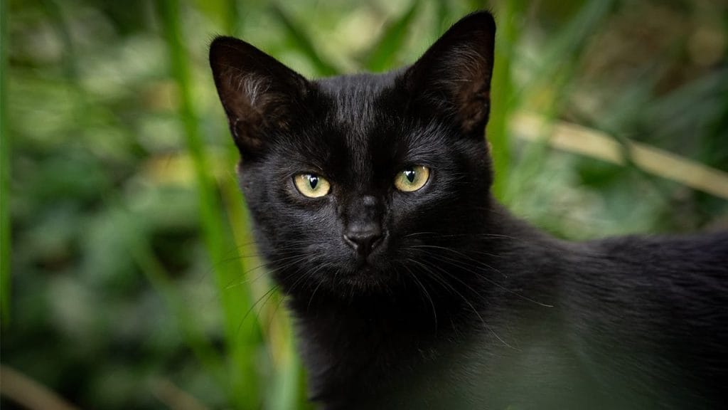 Gato Bombay, en naturaleza