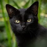 Gato Bombay, en naturaleza