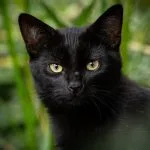 Gato Bombay, en naturaleza