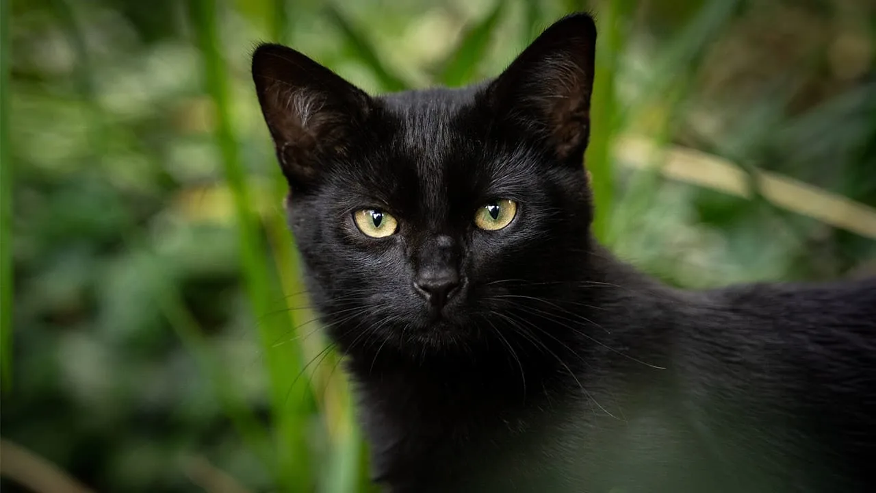 Gato Bombay, en naturaleza