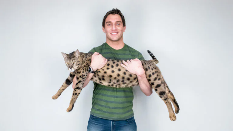 Fenrir el gato más alto del mundo