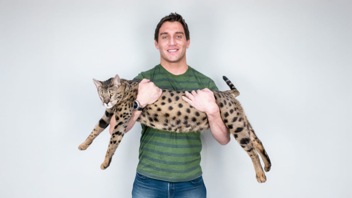 Fenrir el gato más alto del mundo