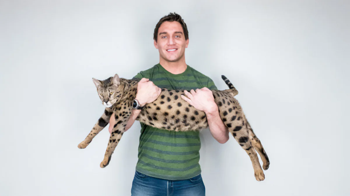 Fenrir el gato más alto del mundo