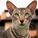 Gato oriental